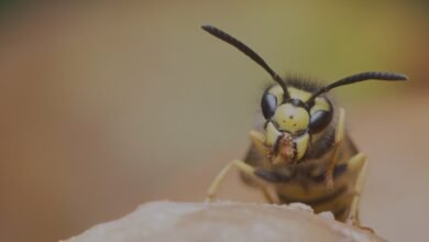 Wasp Exterminators