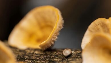 batch initialization log identifiers