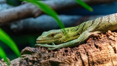 correlation pattern examination log